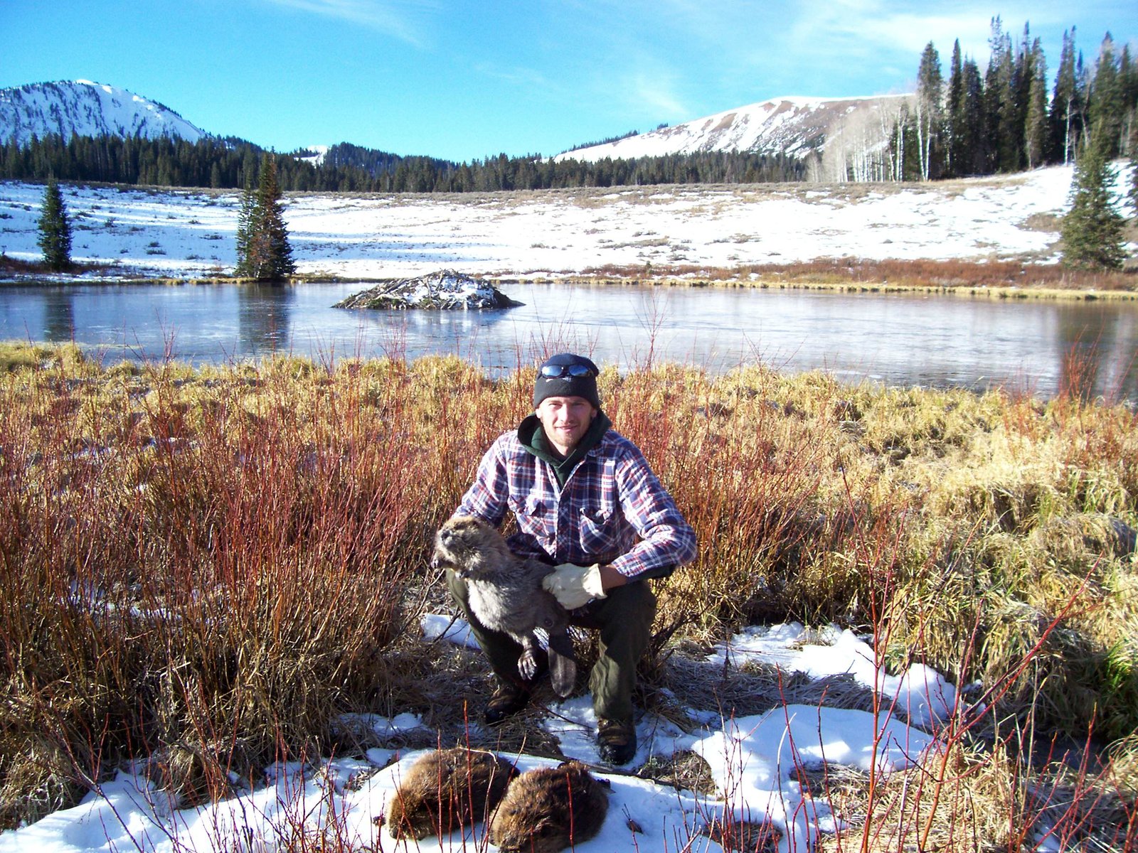 Beaver Trapping Today