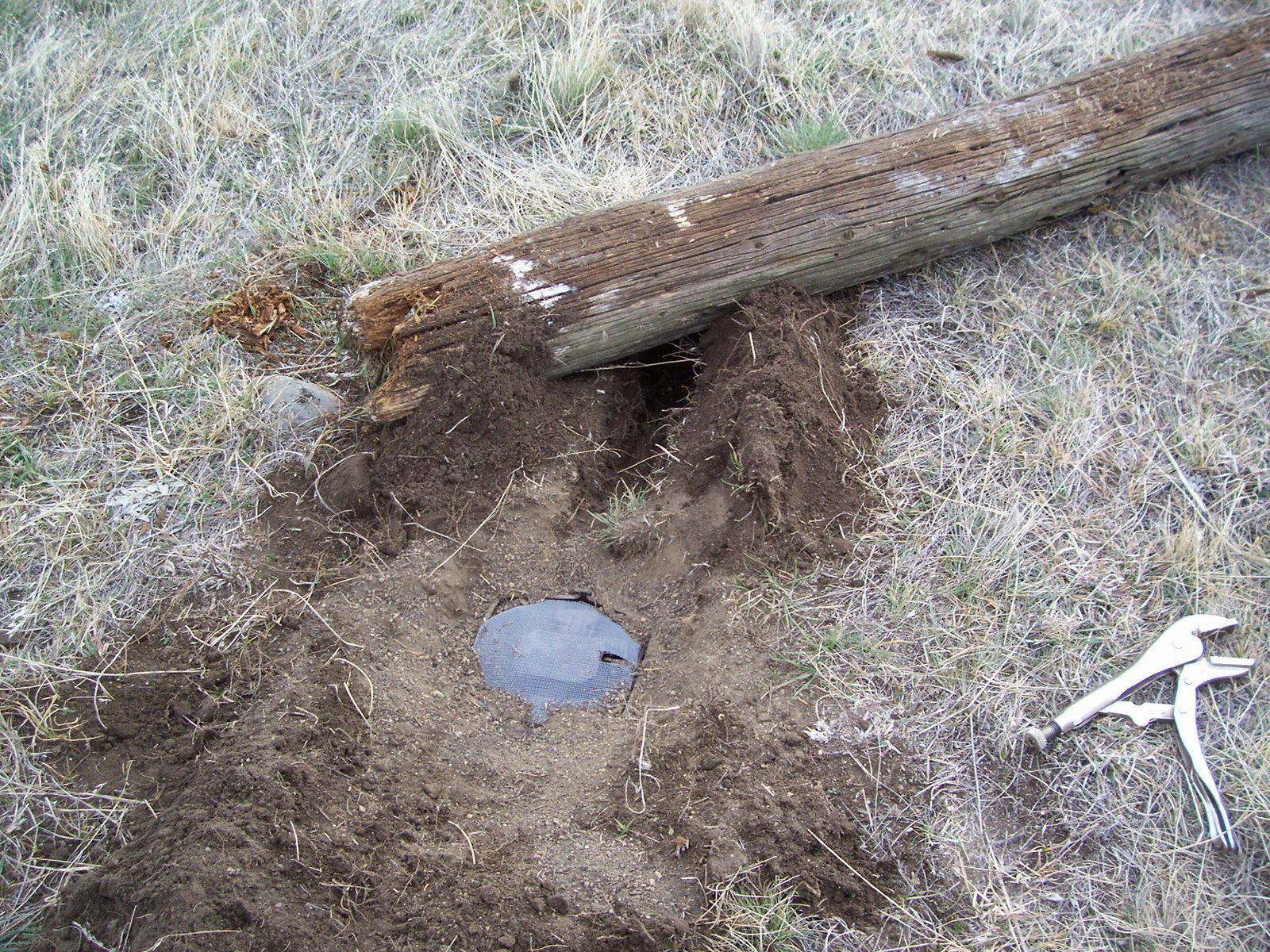 Coyote Trapping Today