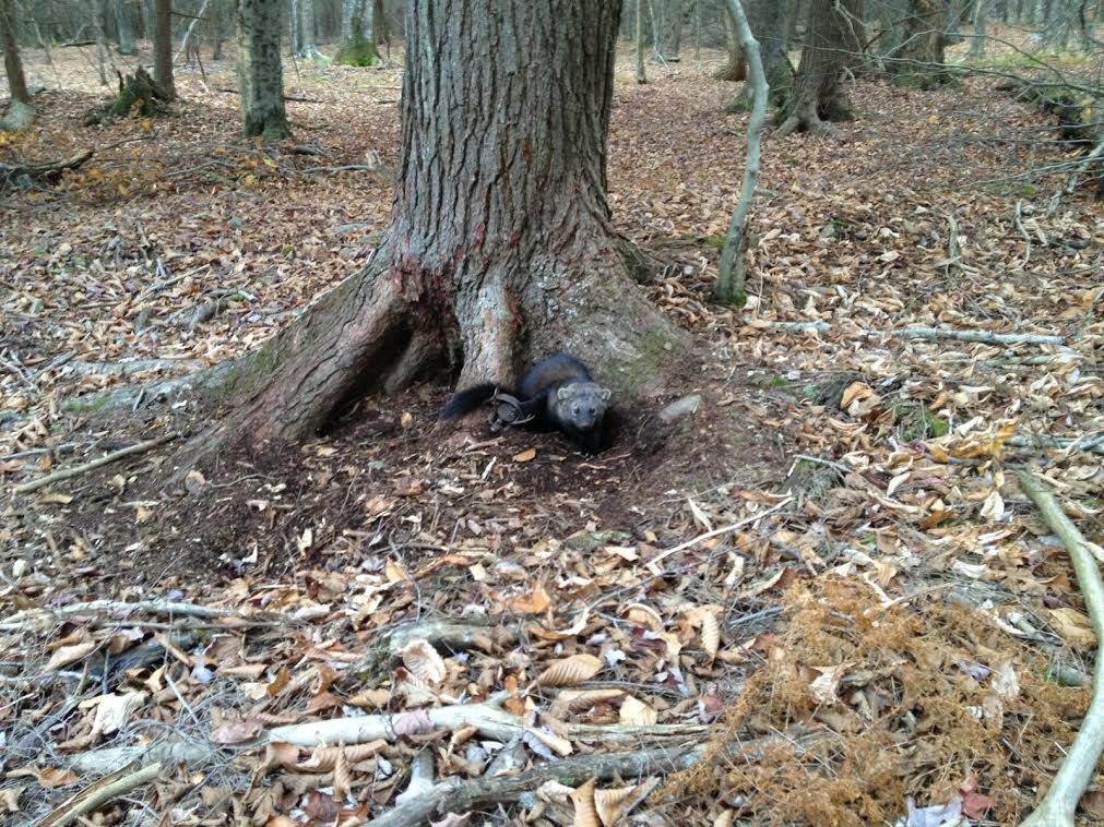 Cemetrary Trapper New Trapper Pics - Trapping Today