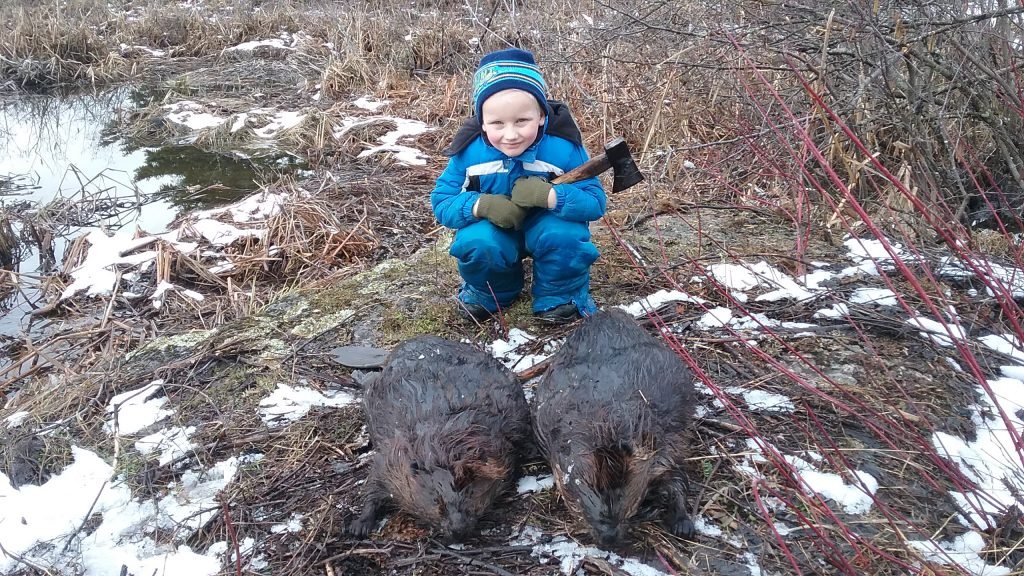 Late Season Beaver Trapping Trapping Today
