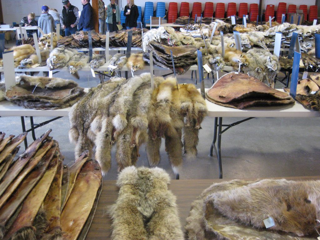 Why Fur Prices Vary by Size, Species and Location Trapping Today