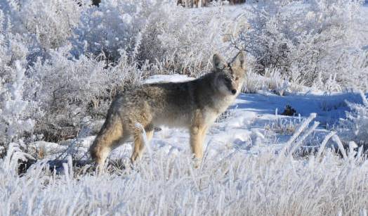 What is the Best Bait for Coyote Trapping? - Trapping Today