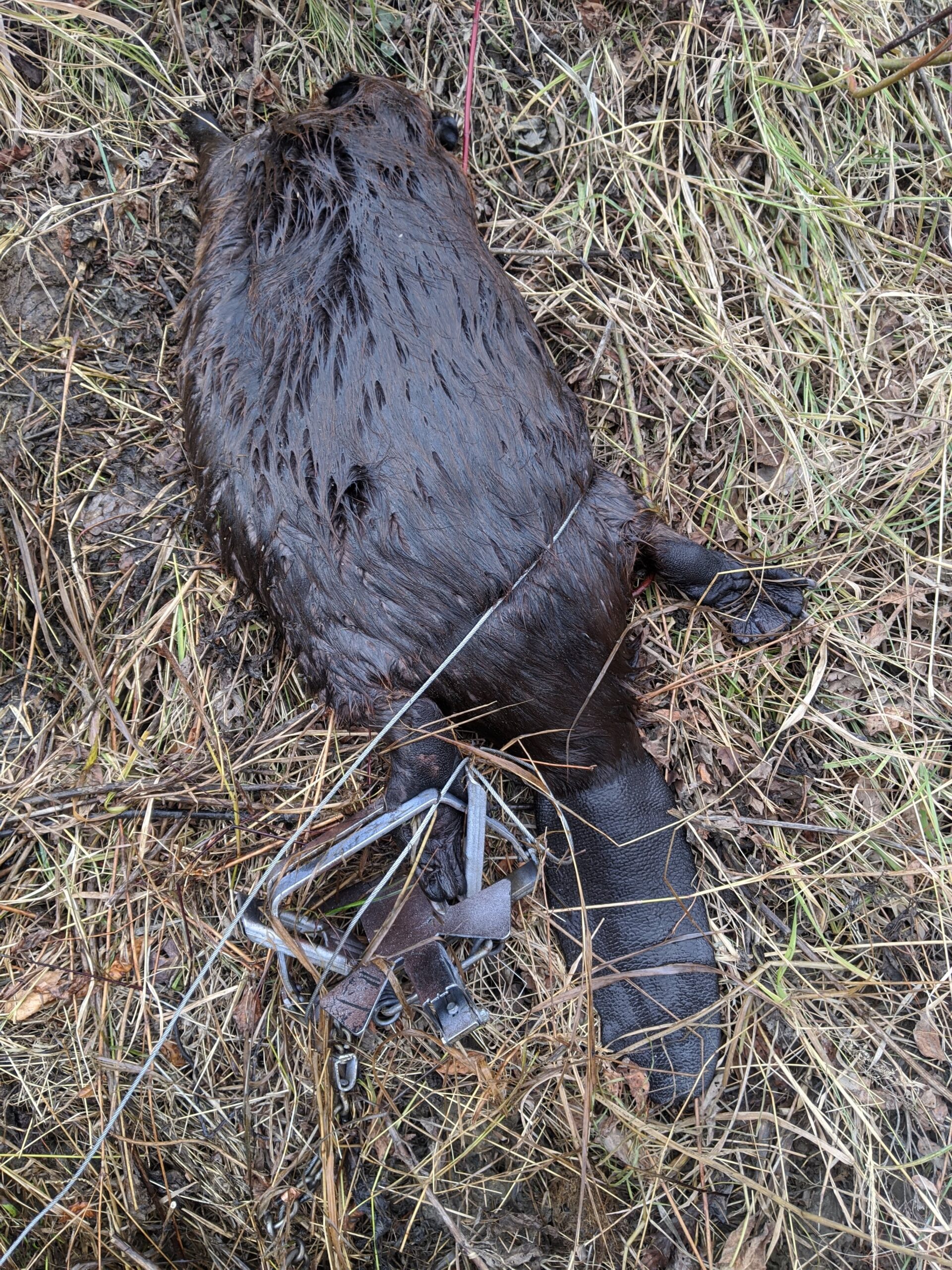 Whats The Best Trap For Beaver Trapping Today 